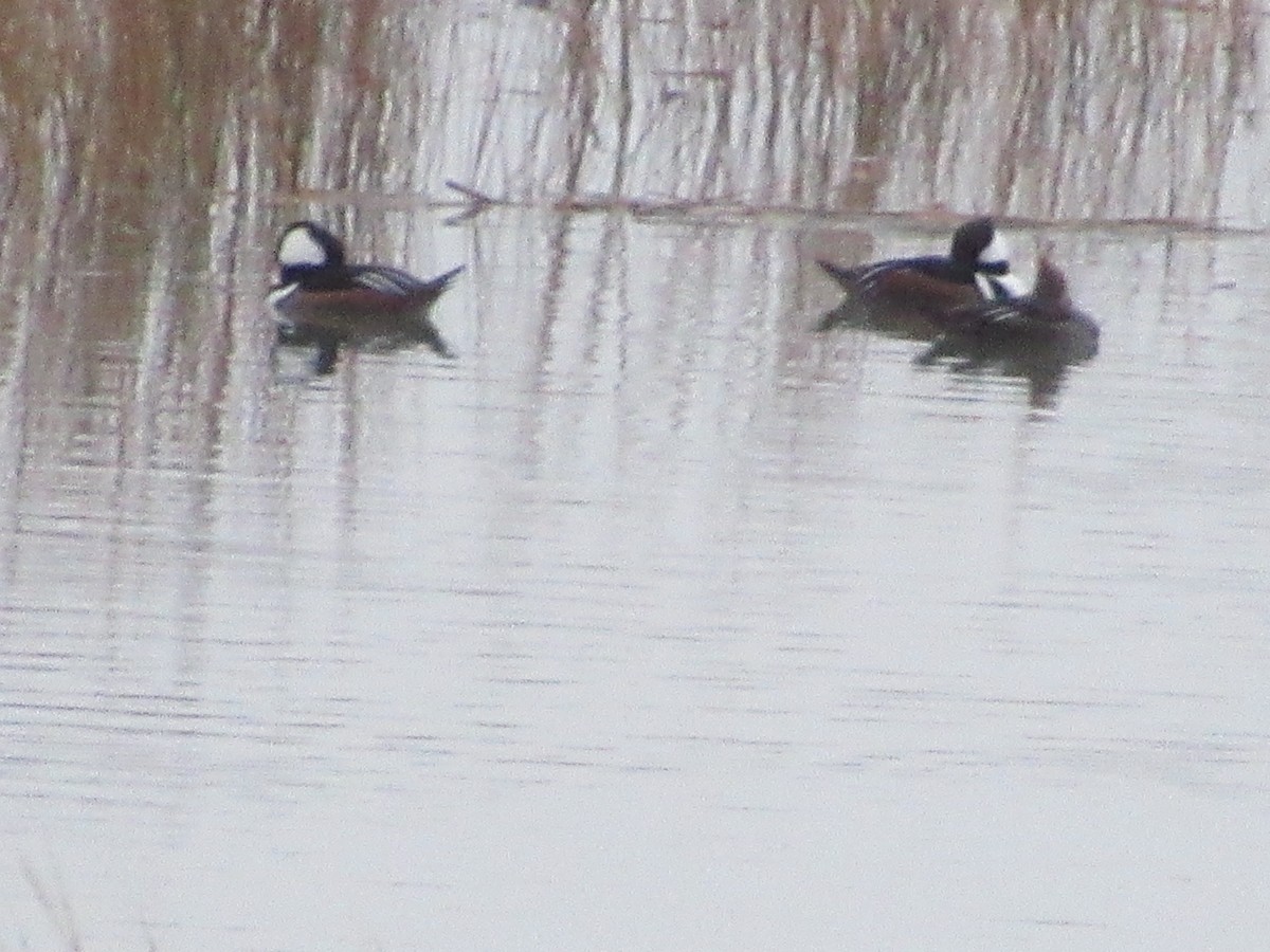 Harle couronné - ML646742603