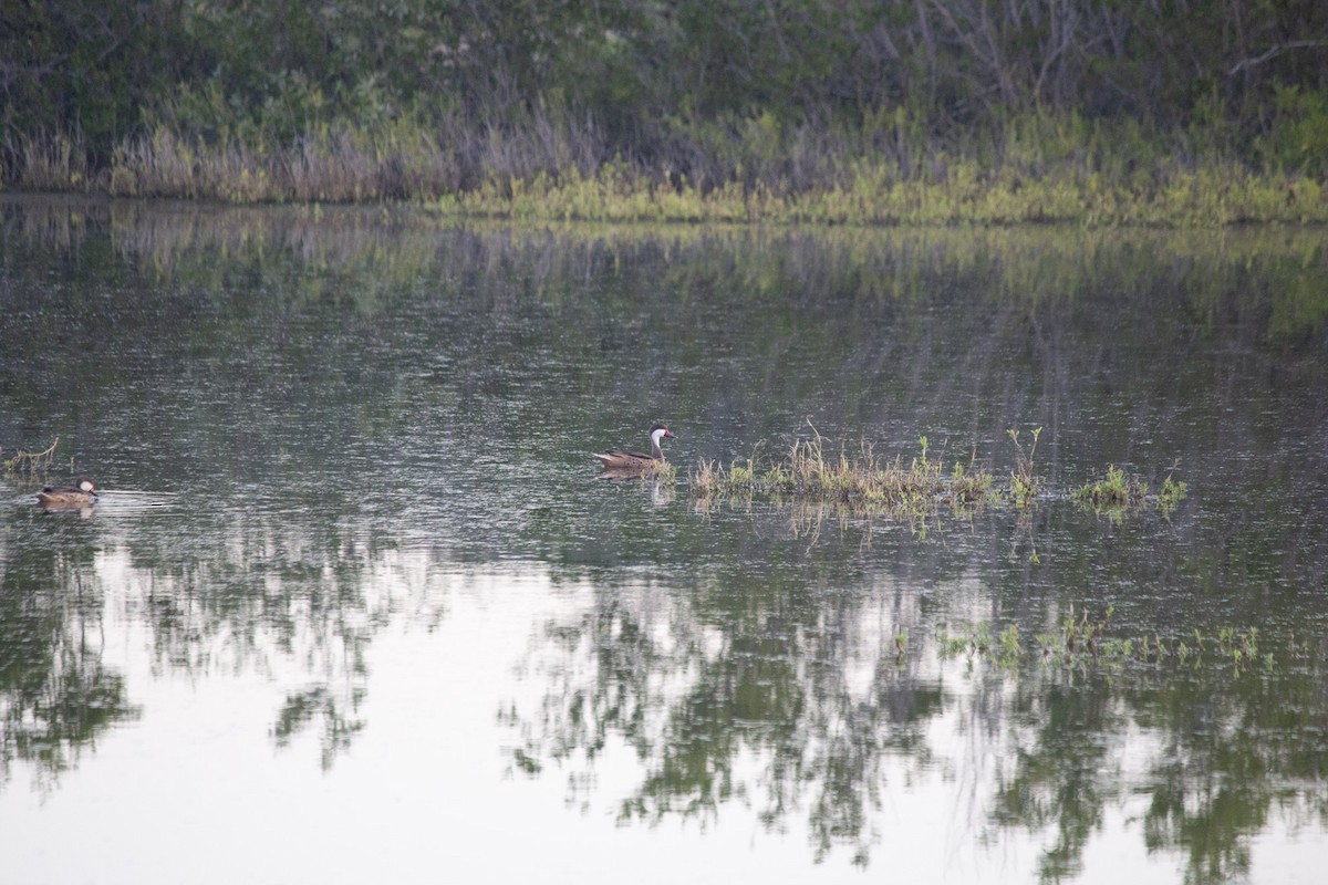 hvitkinnand - ML646742609