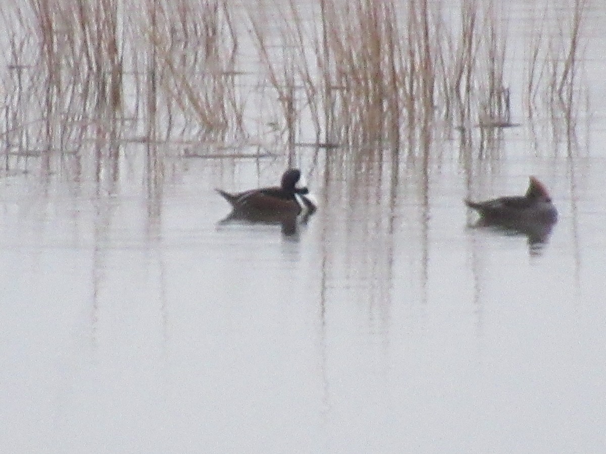 Harle couronné - ML646742611