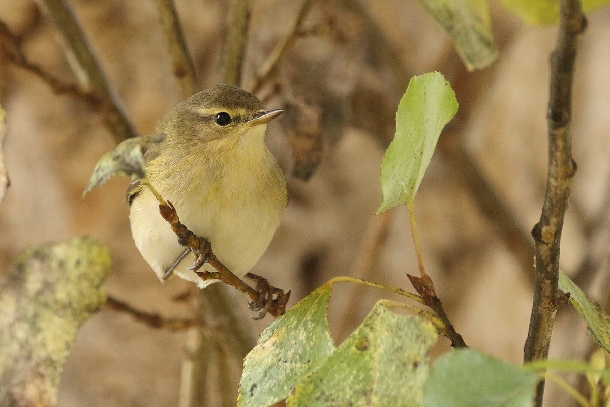 Пеночка-теньковка - ML646742612