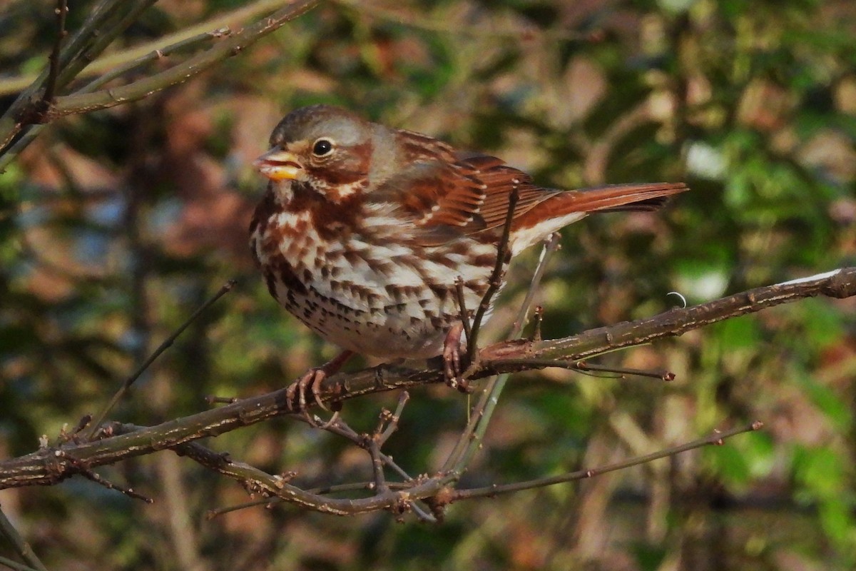 strnadec kaštanový - ML646742613