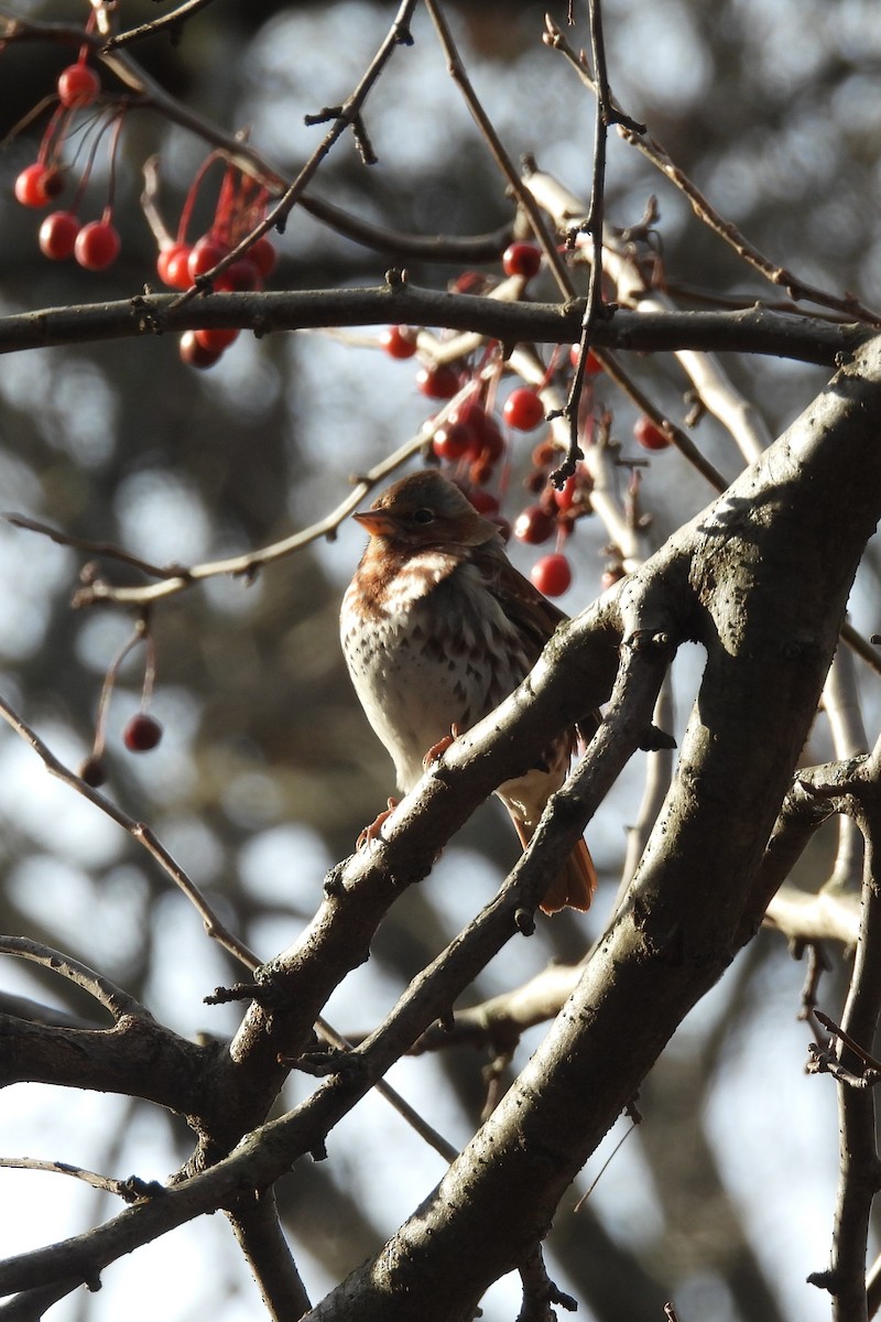 strnadec kaštanový - ML646742614