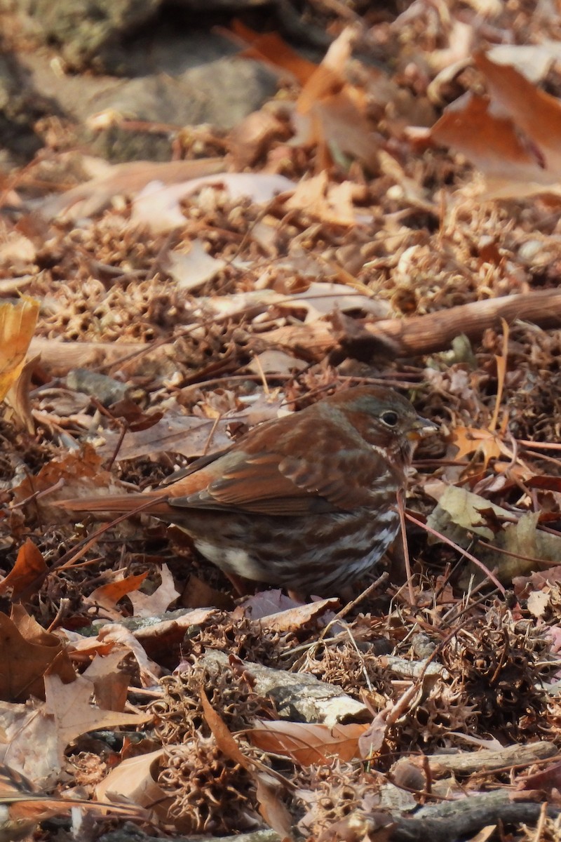 strnadec kaštanový - ML646742615