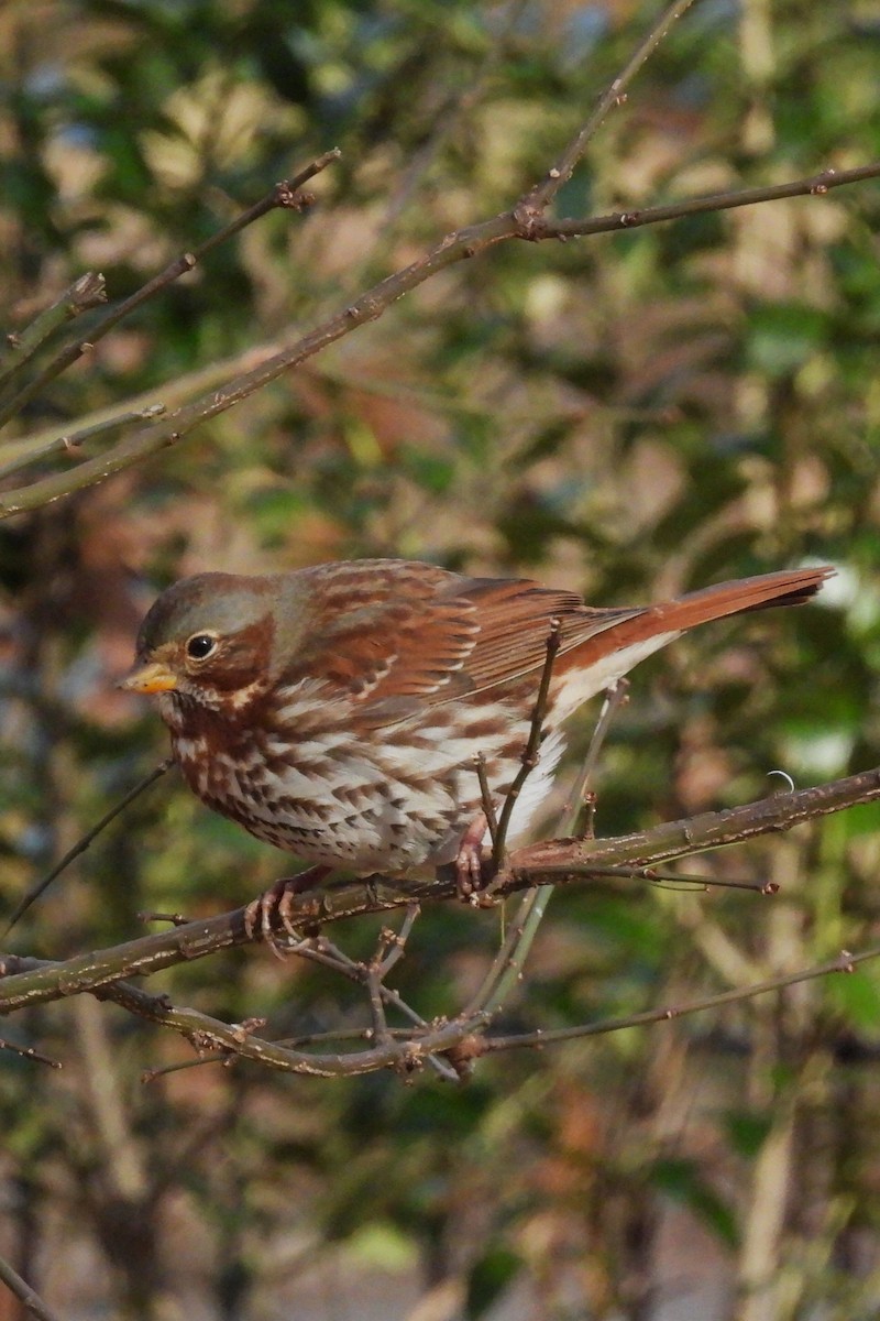 strnadec kaštanový - ML646742616