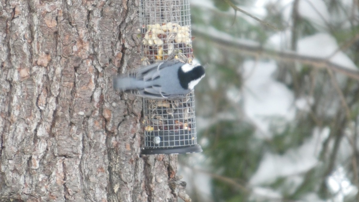 White-breasted Nuthatch - ML646742618
