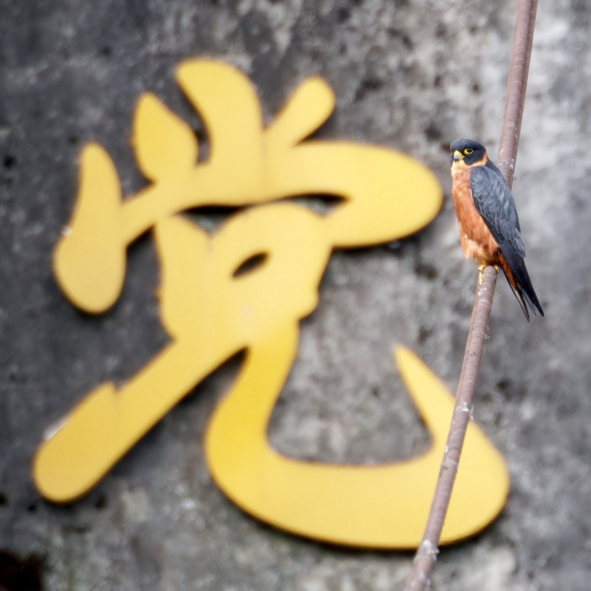 Oriental Hobby - ML646742620