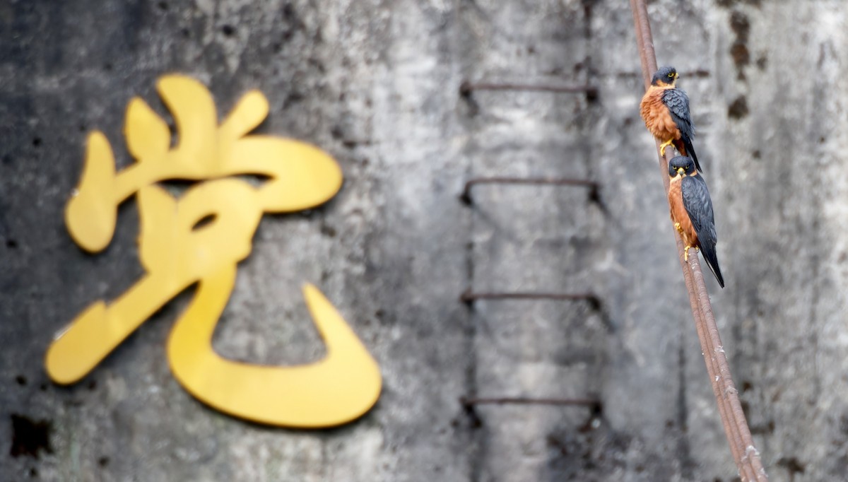 Oriental Hobby - ML646742622