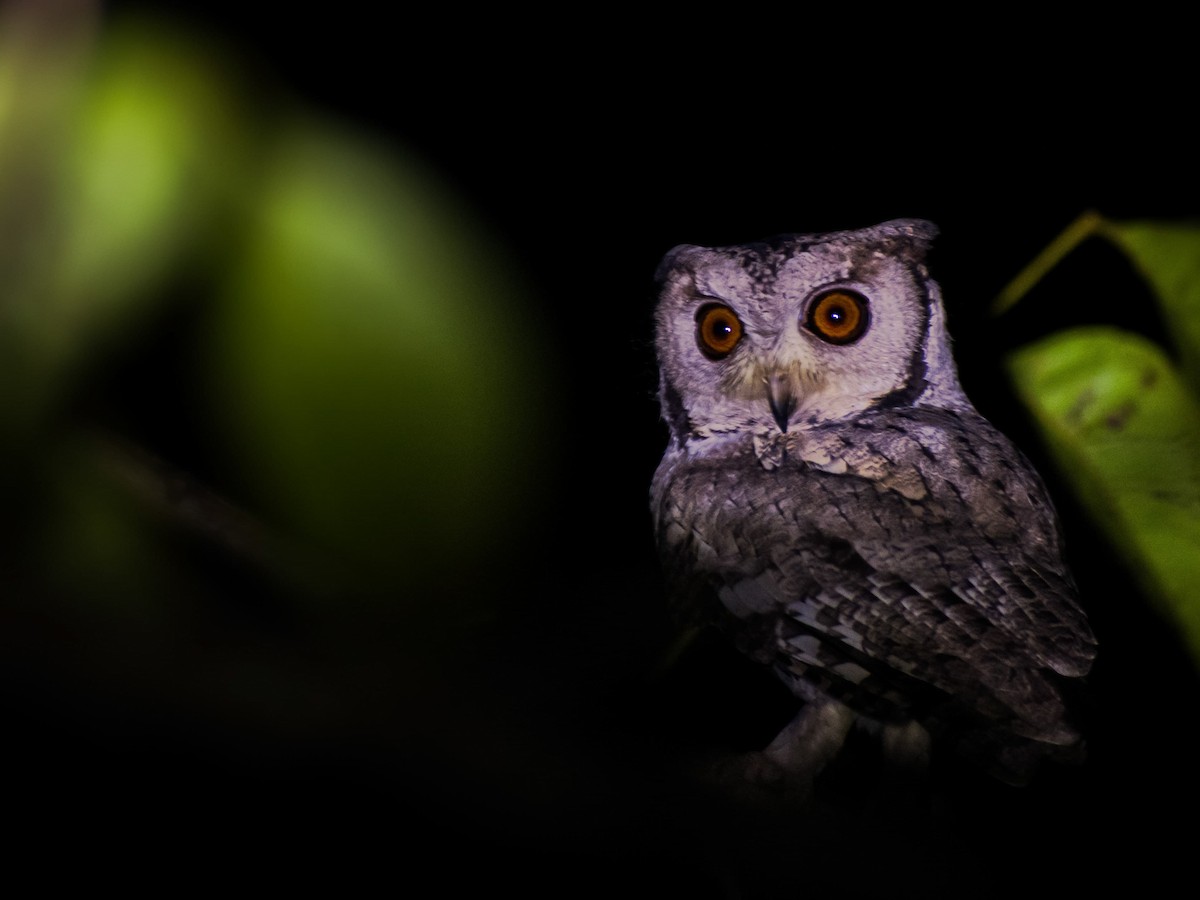Indian Scops-Owl - ML646742623