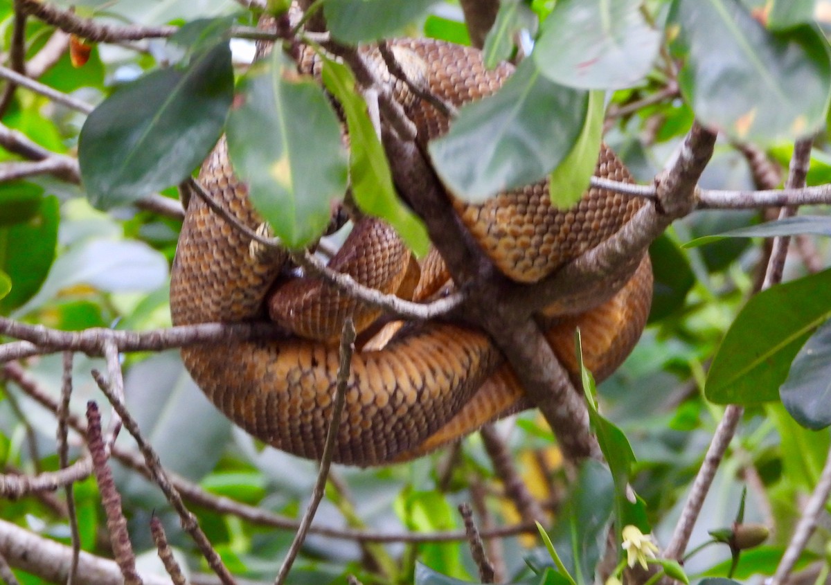 Animals - ML646742626