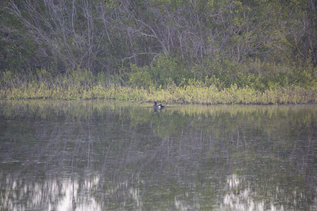 amerikablesand - ML646742629