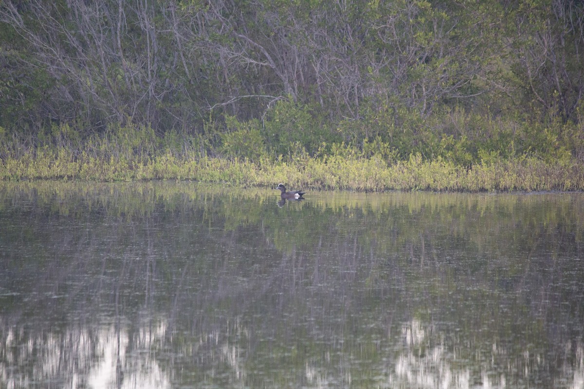 amerikablesand - ML646742630