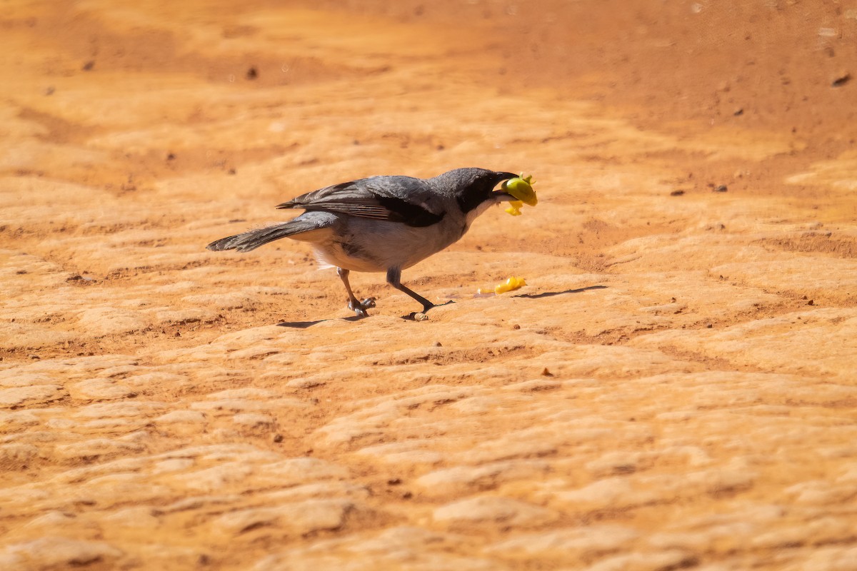 Örümcekkuşu Tangarası - ML646742631