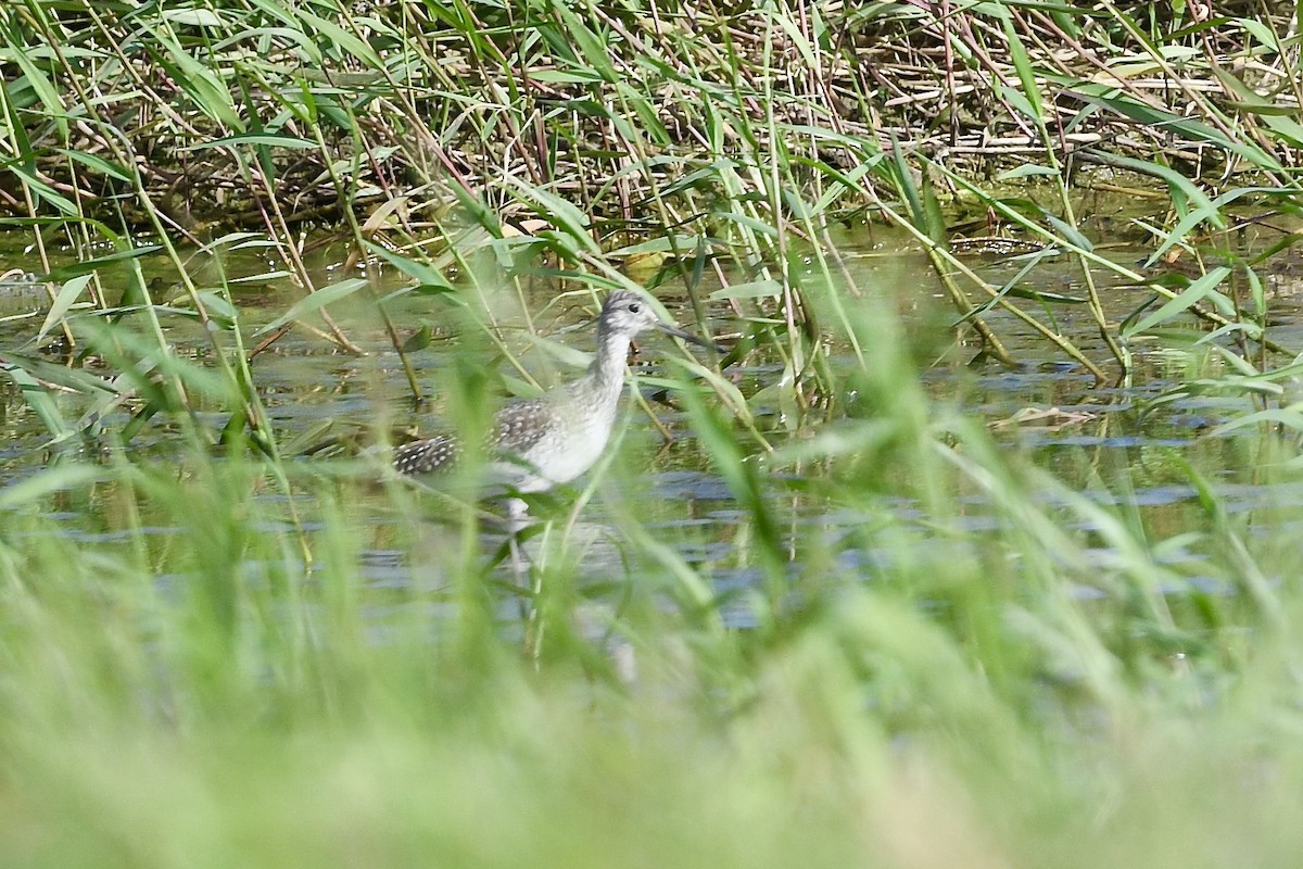 ביצנית עקודה - ML646742632