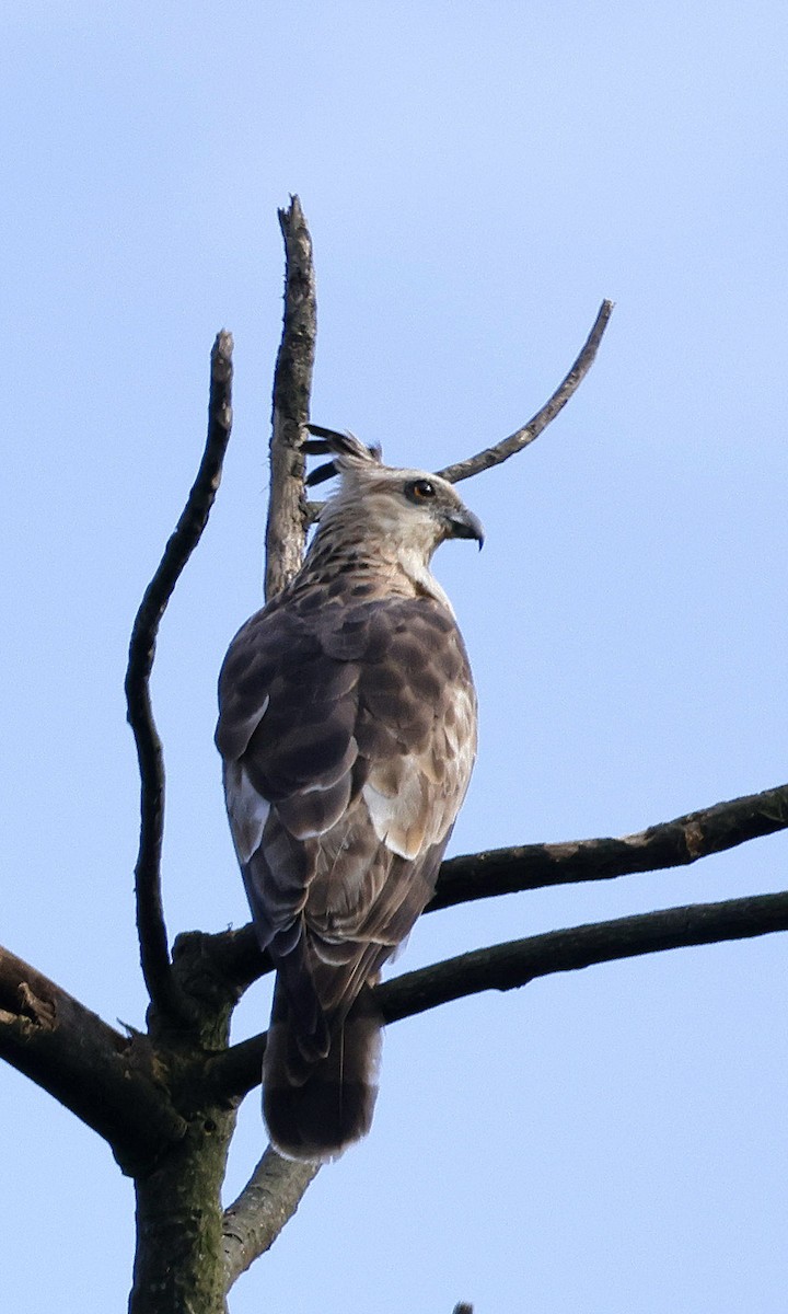 Baza de Jerdon - ML646742634