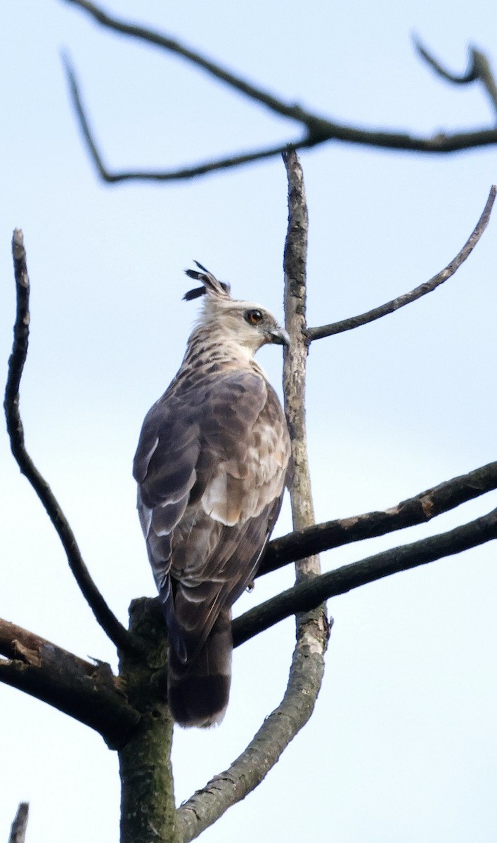 Baza de Jerdon - ML646742635