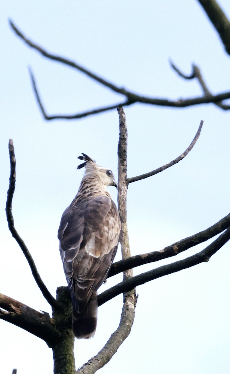 Baza de Jerdon - ML646742636