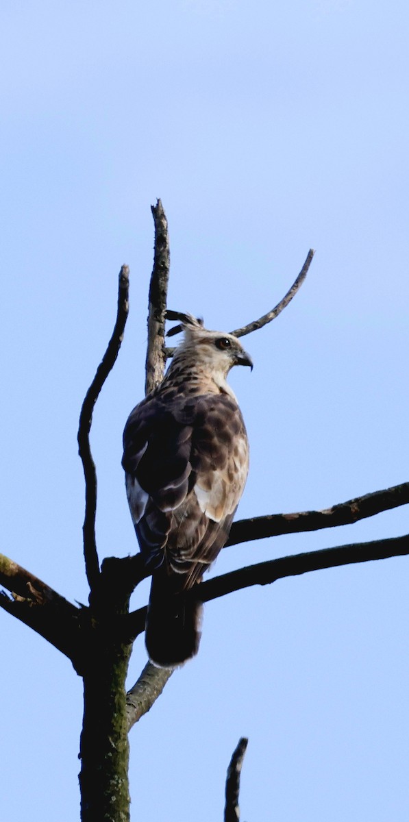 Baza de Jerdon - ML646742637