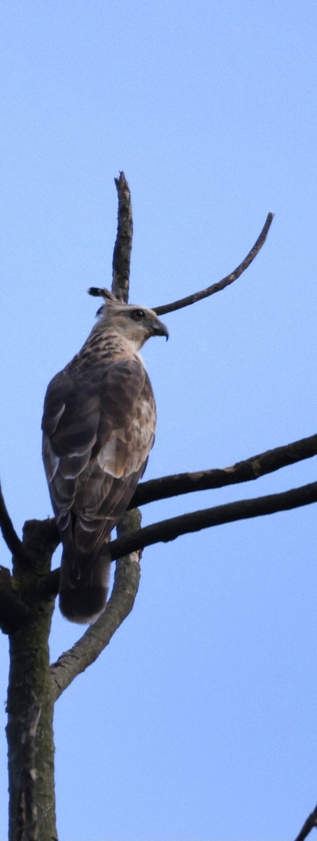 Baza de Jerdon - ML646742638