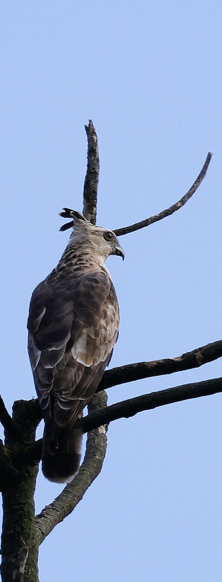 Baza de Jerdon - ML646742639