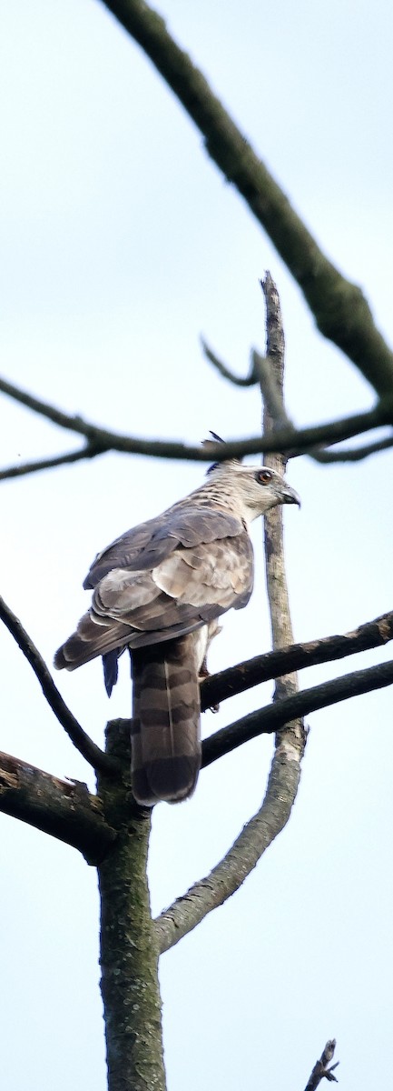 Baza de Jerdon - ML646742640