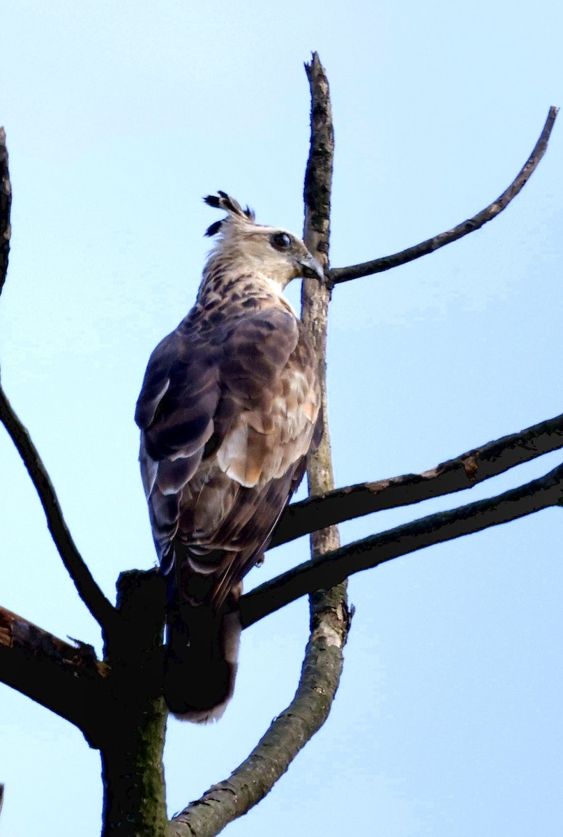 Baza de Jerdon - ML646742641