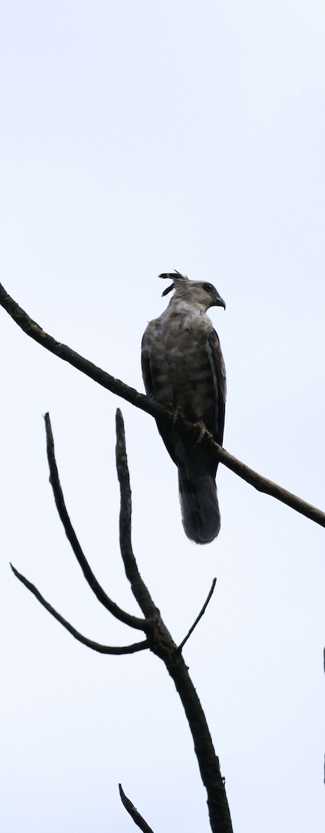 Baza de Jerdon - ML646742642