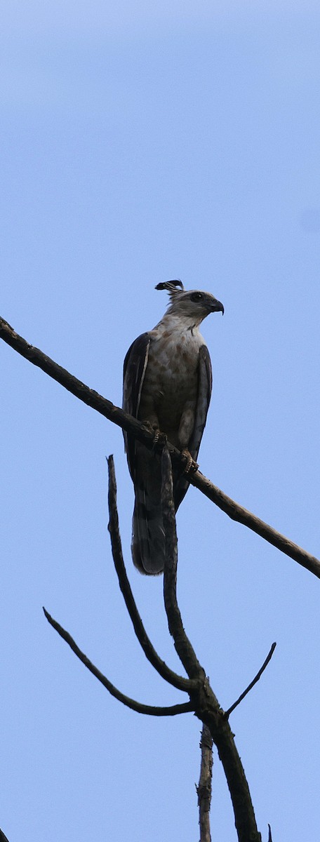 Baza de Jerdon - ML646742643