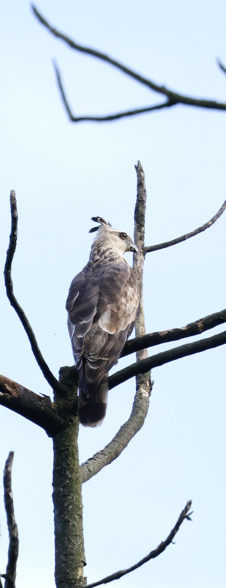 Baza de Jerdon - ML646742644