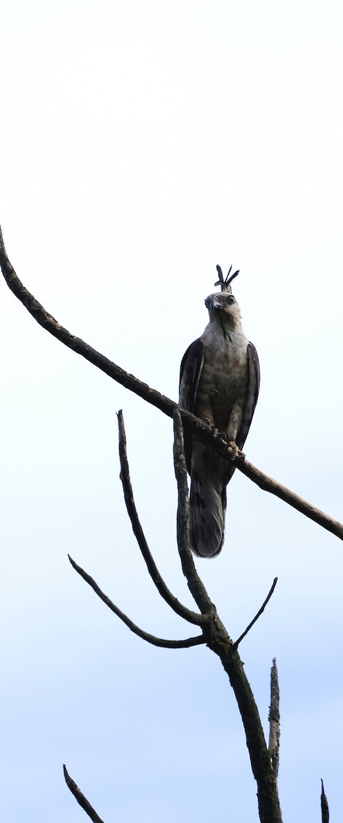 Baza de Jerdon - ML646742645