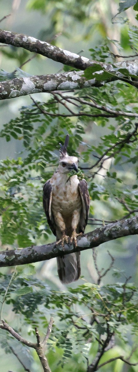 Baza de Jerdon - ML646742646