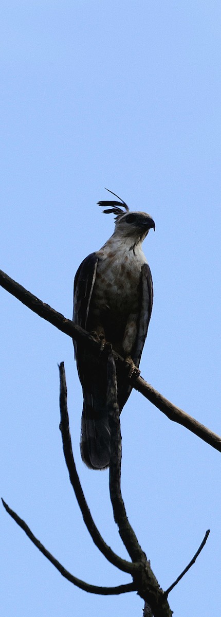 Baza de Jerdon - ML646742648