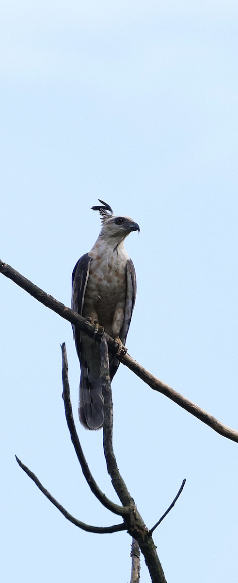 Baza de Jerdon - ML646742649