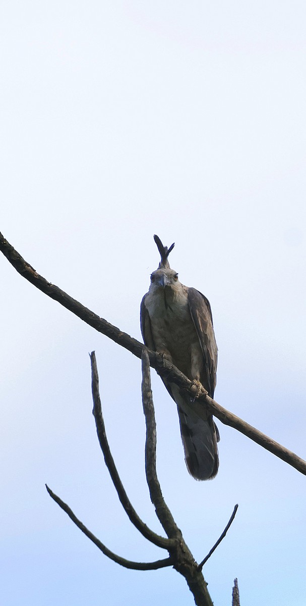 Baza de Jerdon - ML646742650