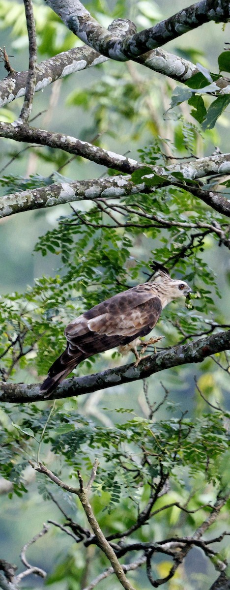 Baza Oriental - ML646742651