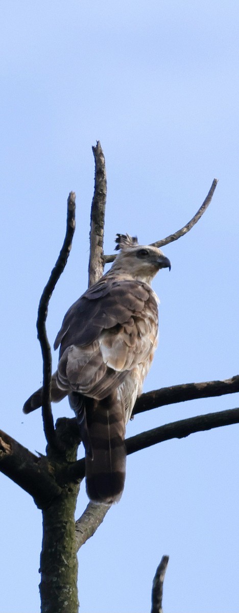 Baza de Jerdon - ML646742652