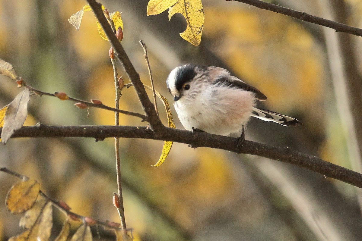 Orite à longue queue - ML646742653