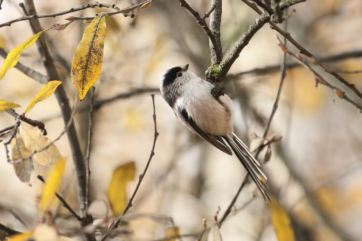 Orite à longue queue - ML646742654