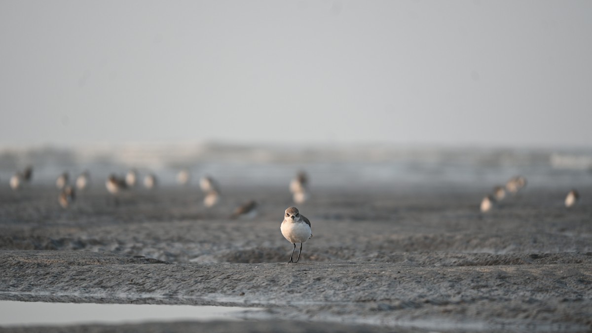 Kentish Plover - ML646742655