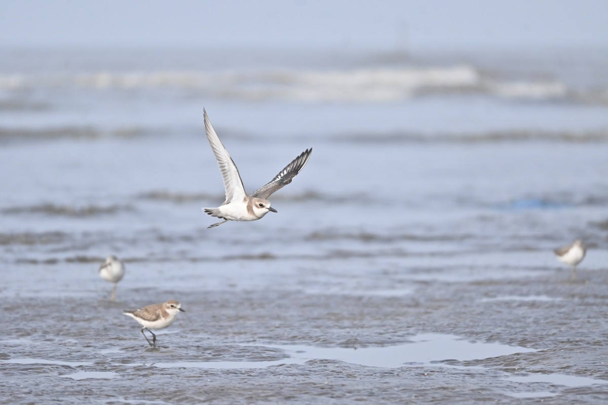 Kentish Plover - ML646742656