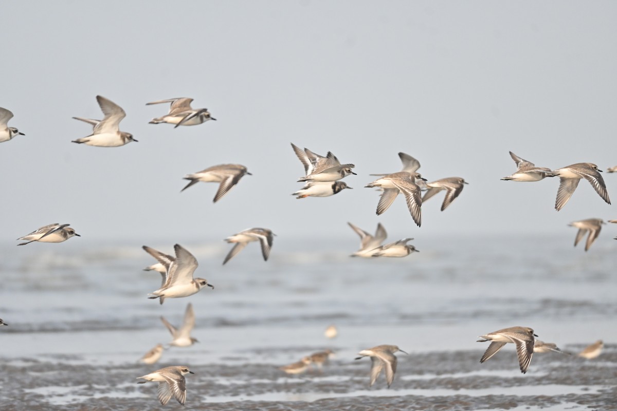 Kentish Plover - ML646742657