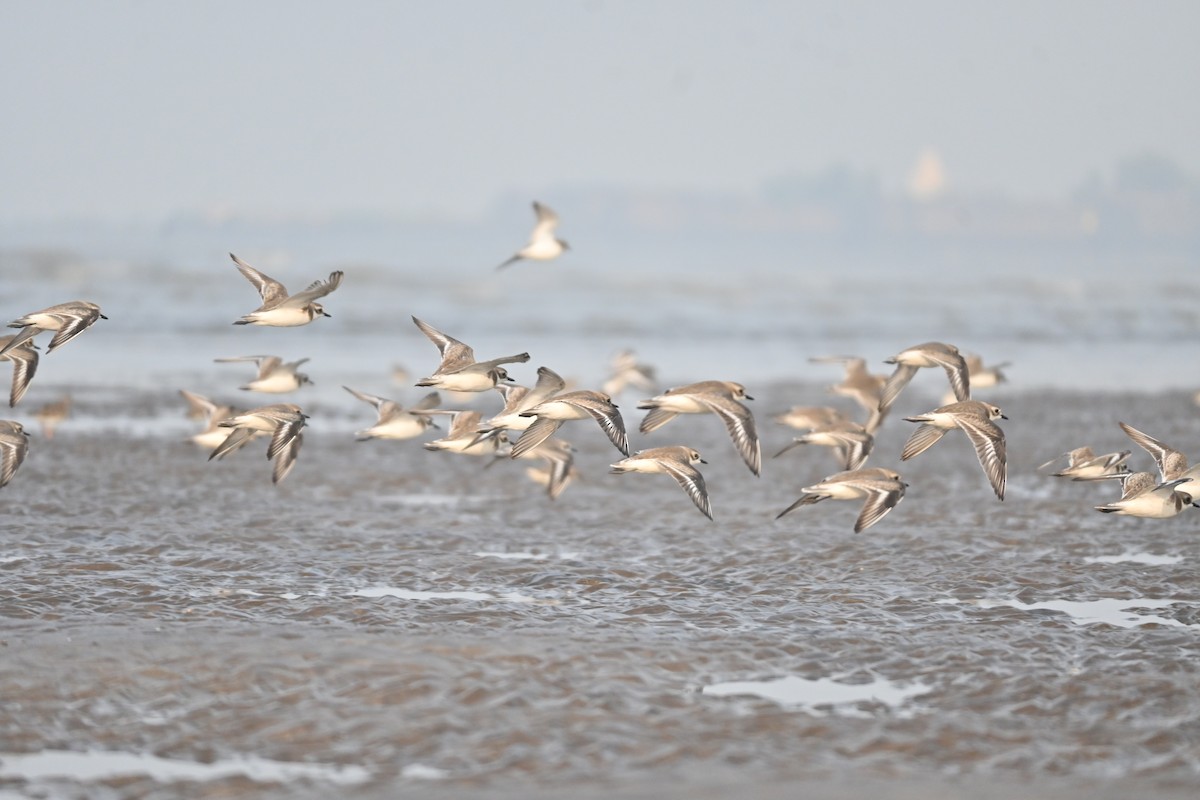 Kentish Plover - ML646742659