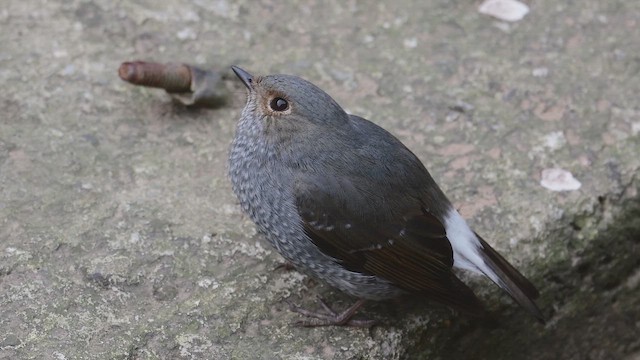 Plumbeous Redstart - ML646742660