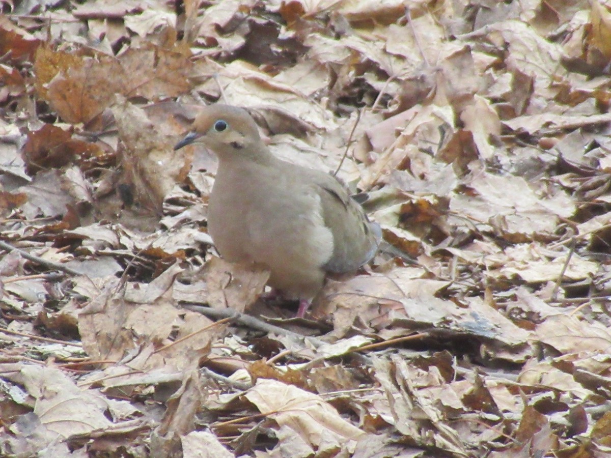 Tourterelle triste - ML646742662