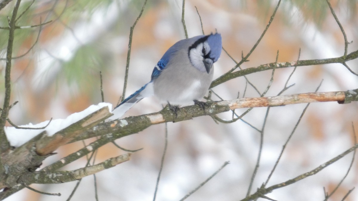 Blue Jay - ML646742663