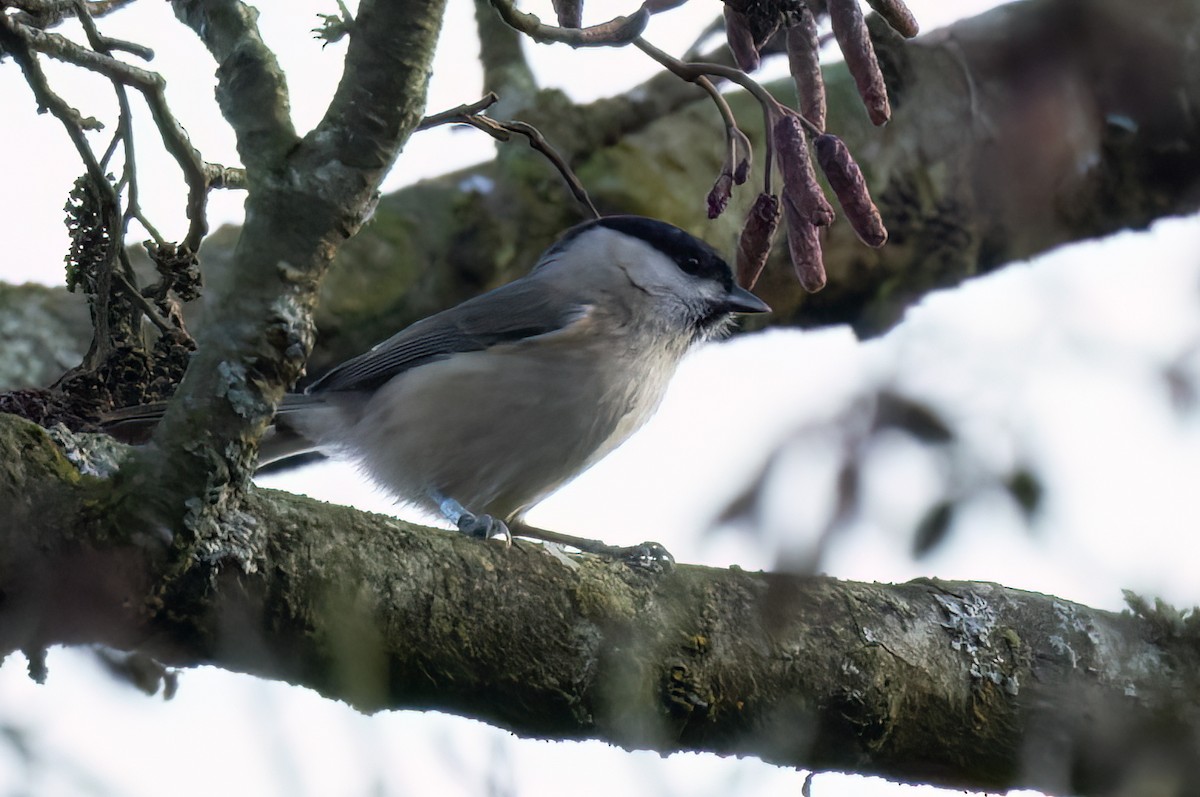 Mésange nonnette - ML646742664