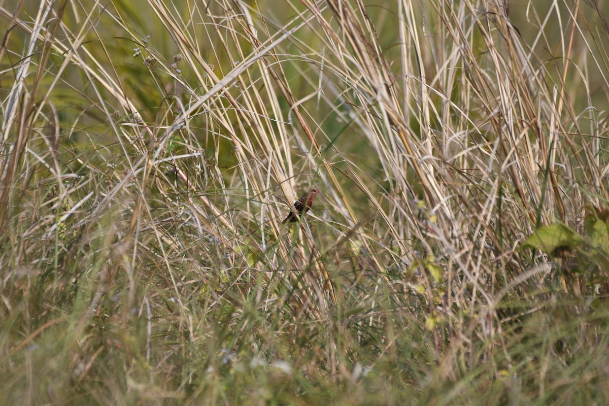 Bengali rouge - ML646742665