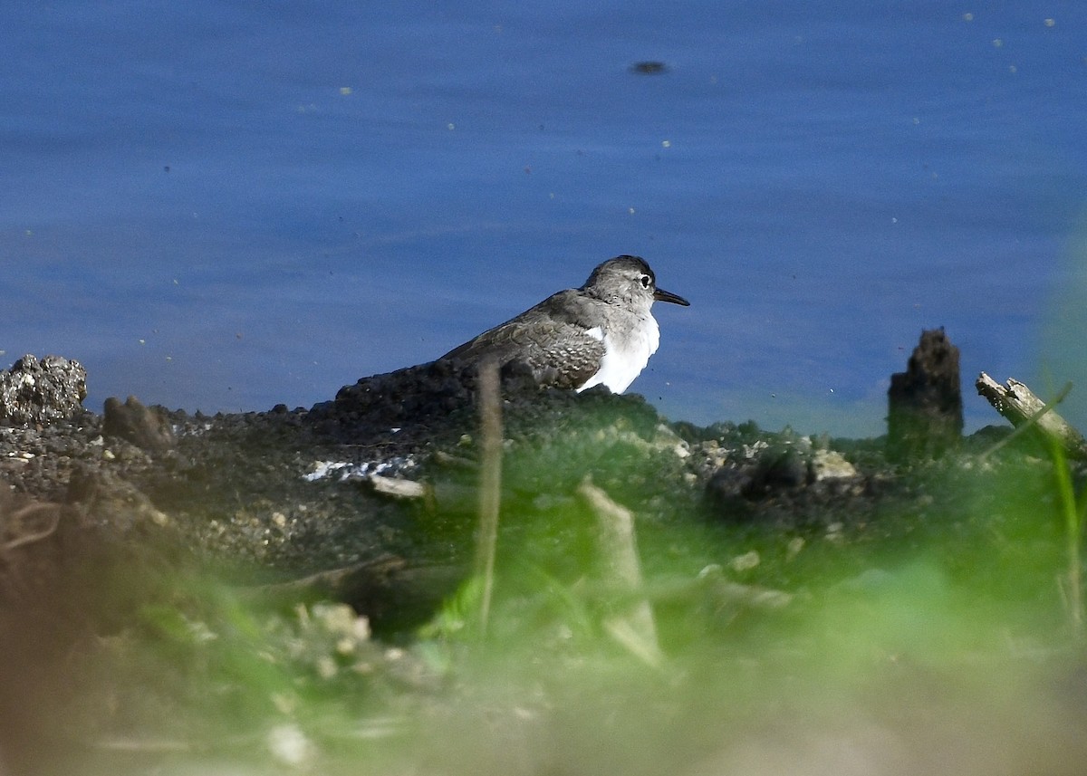 ביצנית נקודה - ML646742667