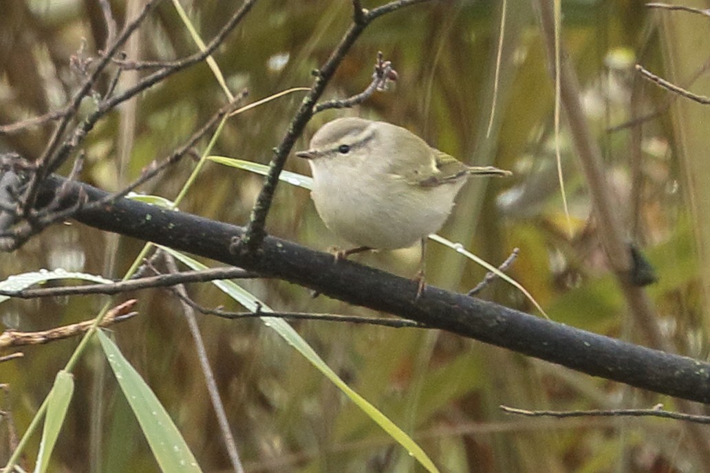 Тусклая пеночка - ML646742668