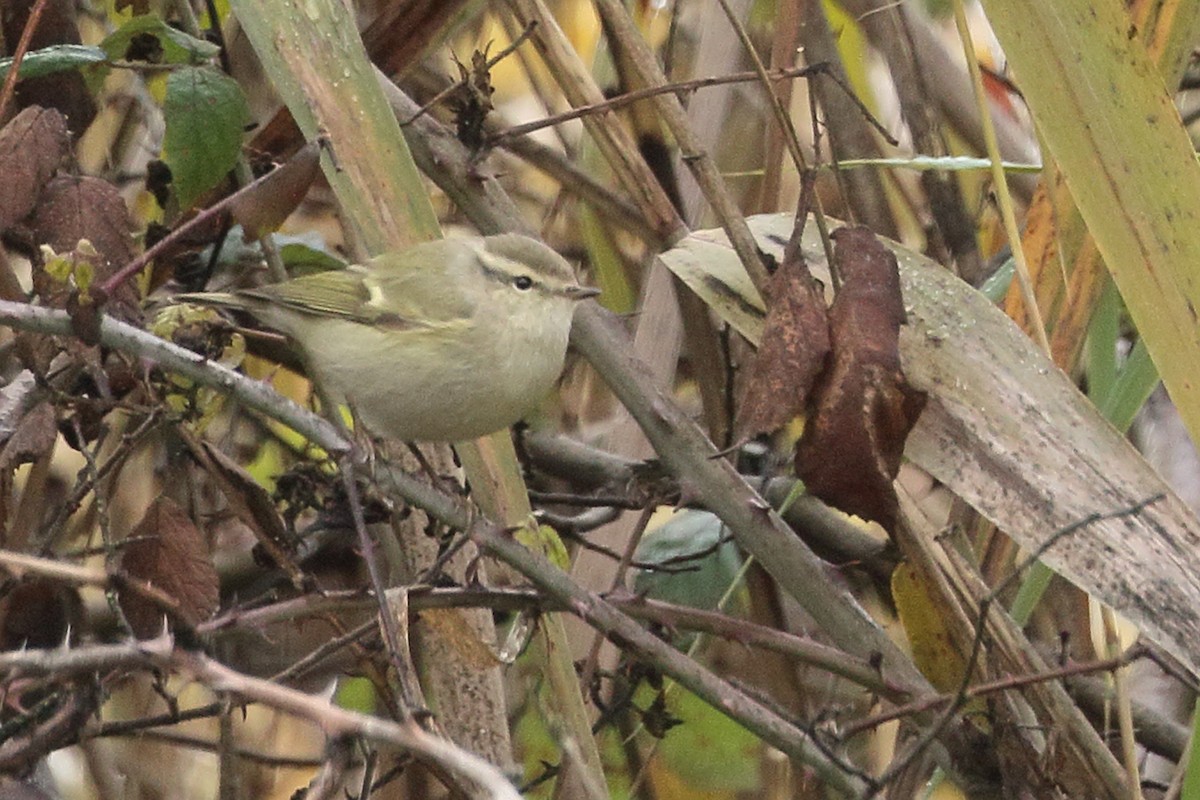 Тусклая пеночка - ML646742669
