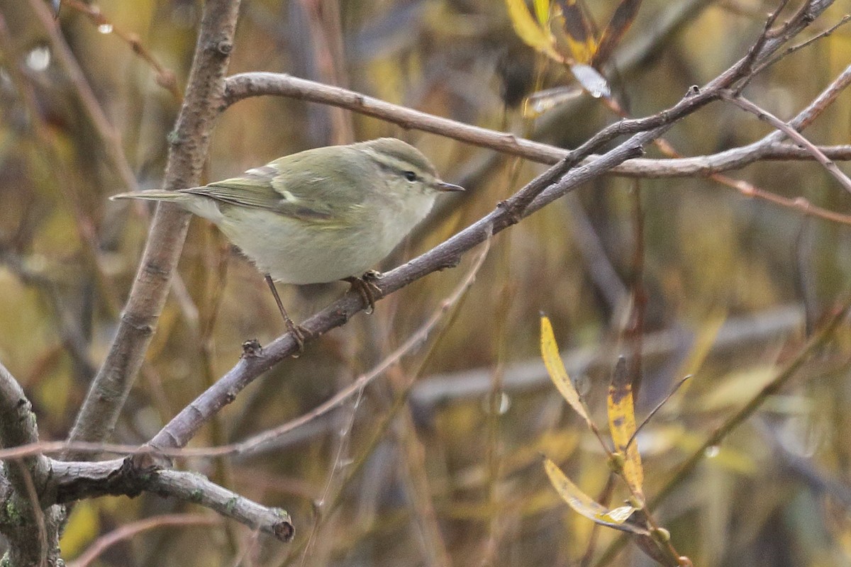 Тусклая пеночка - ML646742670